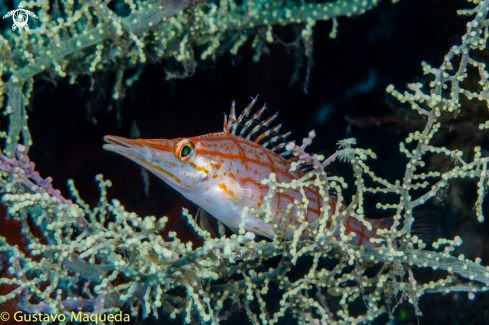 A Oxycirrhites typus | Pez Halcón de nariz larga