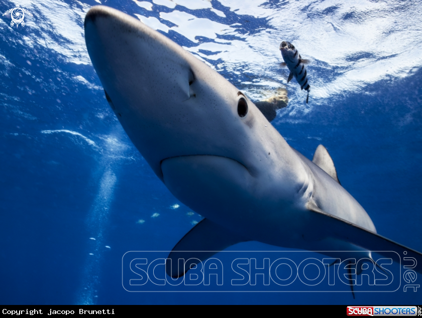 A blue shark