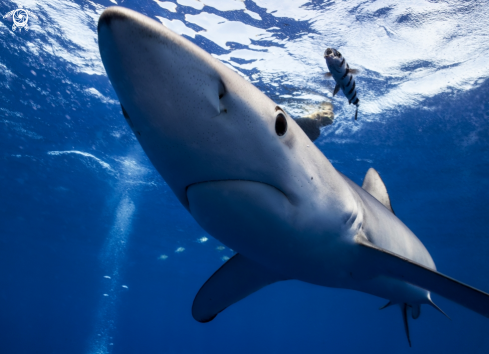 A blue shark