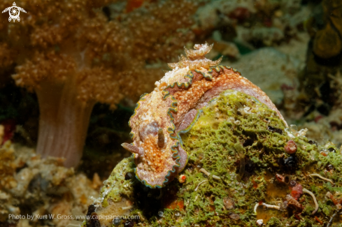 A Glossodoris cincta | Nudibranche