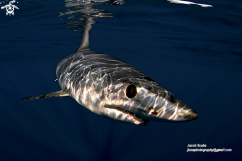 Mako shark