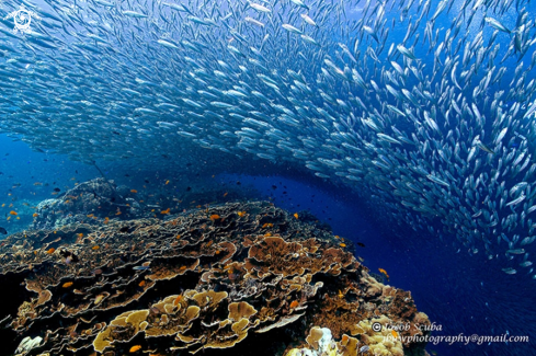 A sardines