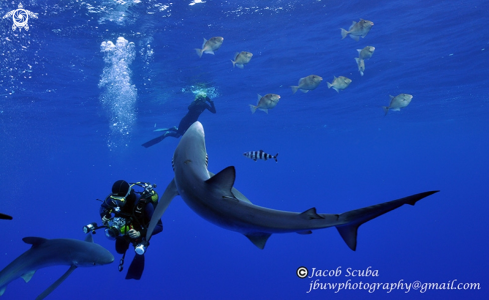 A blue shark