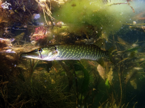 A Esox lucius | Štuka / Pike