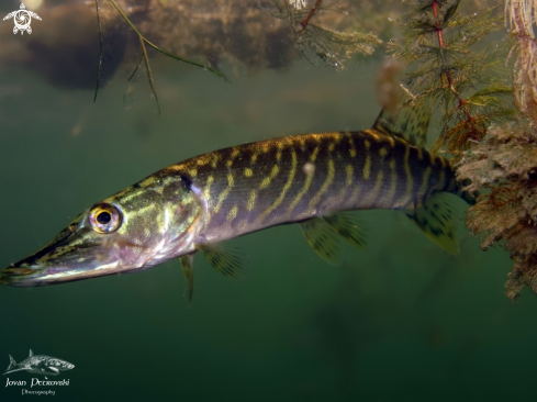 A Esox lucius | Štuka / Pike