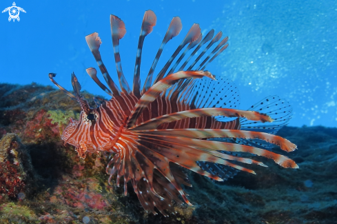 A Pterois volitans | Pesce Leone