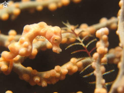 A denise pygmy seahorse