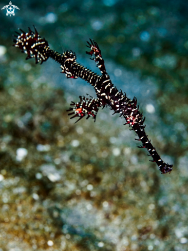 A Ornate Ghost Pipefish