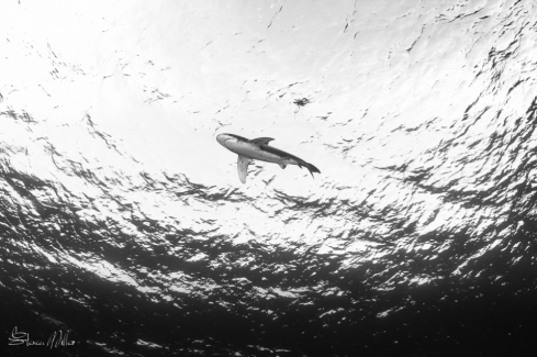 A Oceanic Whitetip Shark