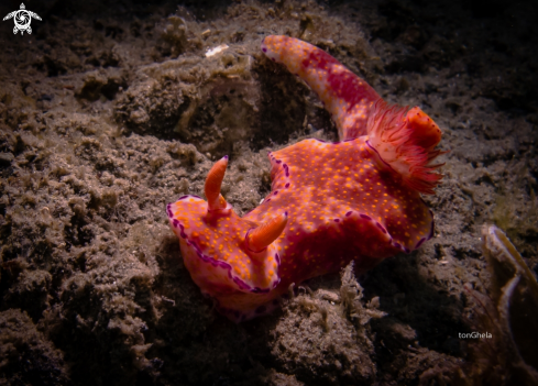 A Nudibranch