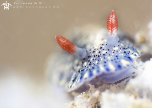 A Hypselodoris 