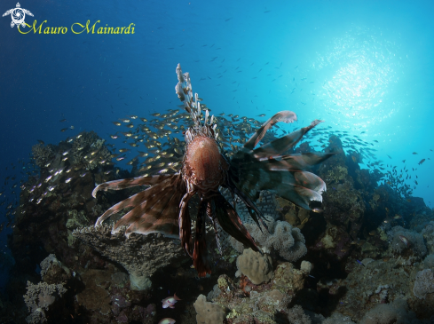 A Lionfish and glassfish