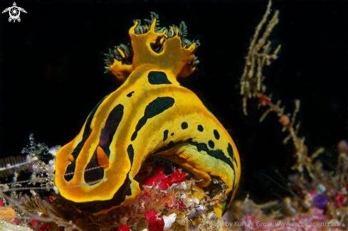 A Tampa Gabrielae | Nudibranche