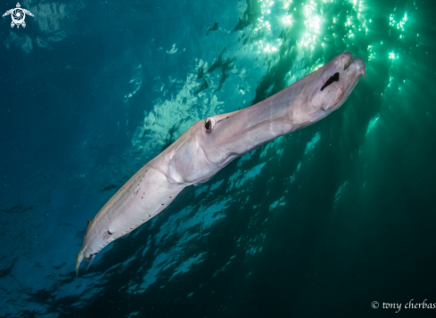 A Trumpet Fish