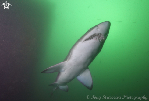 A Grey nurse shark