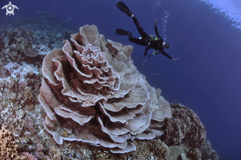 A FOLIOSE CORAL