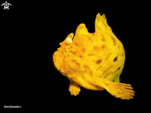 A frog fish