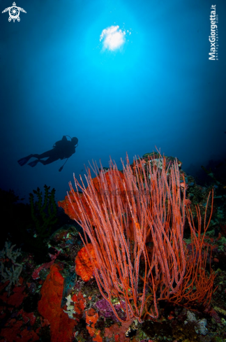 A red coral