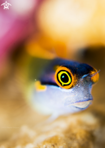 A Ecsenius Stigmatura | Tailspot Blenny 