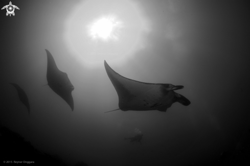 A M. alfredi | Manta Ray