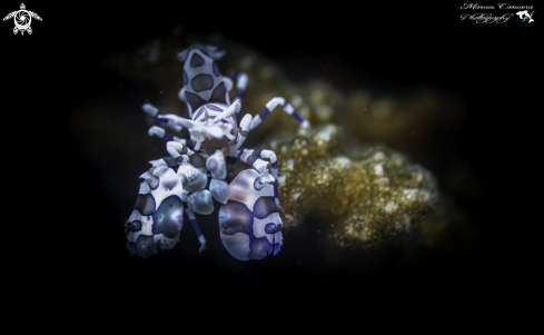 A Harlequin Shrimp