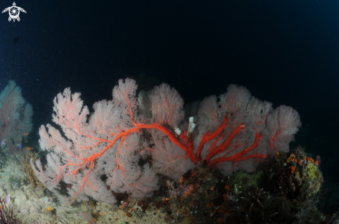 A Sea fan