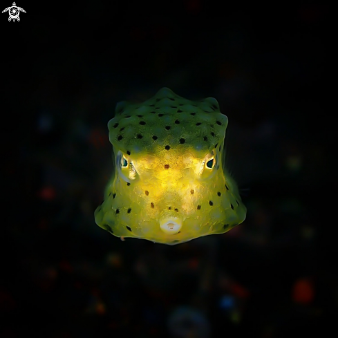 A Boxfish