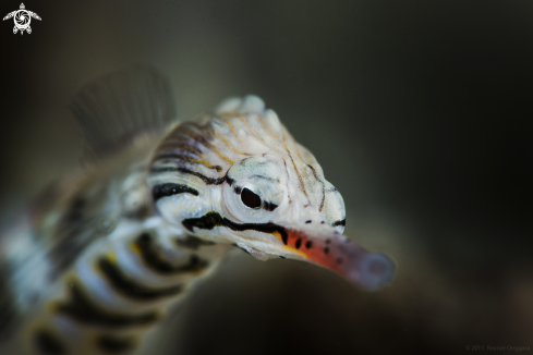 A Seahorse Pipefish