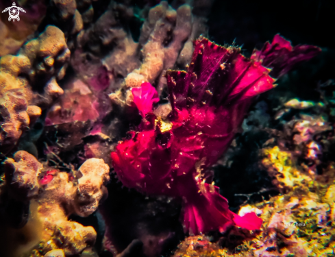 A Taenianotus triacanthus | Leaf Scorpionfish