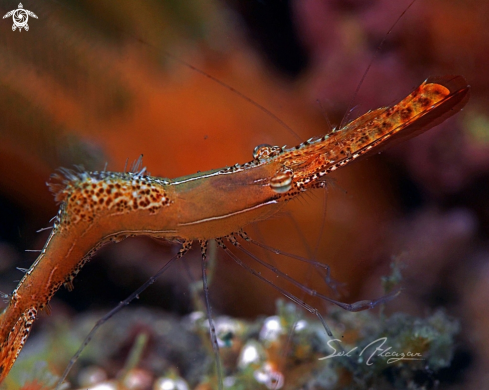 A Leander plumosus | Donald duck shrimp