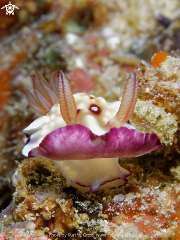 A chromodoris hituanensis | Nudibranche