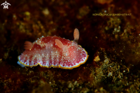 A Nudibranch