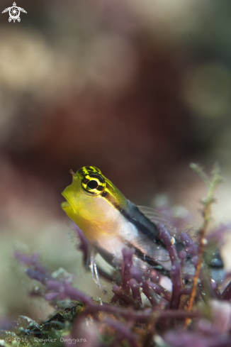 A Ecsenius Axelrodi | Axelrod Clown Blenny