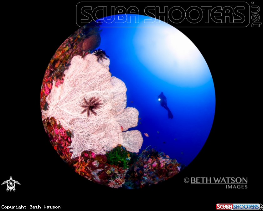 A Reef Scene with Diver
