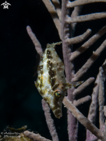 A Slender filefish