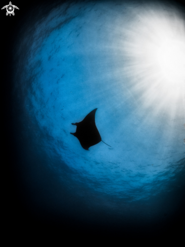 A Manta Ray