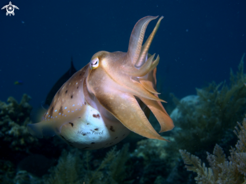 A cuttlefish