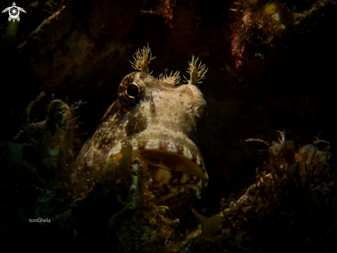 A Salarias  fasciatus | Sailfin Blenny