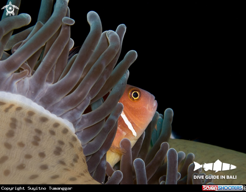 A pink anemonefish