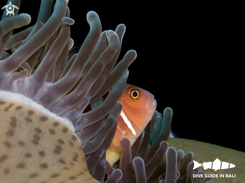 A pink anemonefish