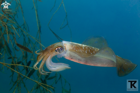 A Sepioteuthis lessoniana | Bigfin reef squid