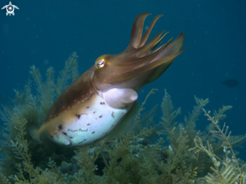 A cuttlefish