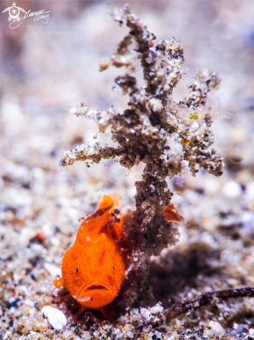 frogfish