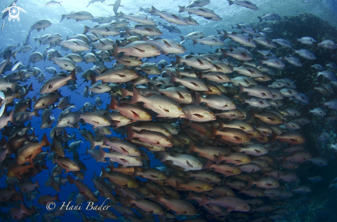 A Redsnapper