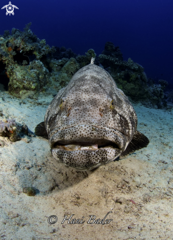 A grouper