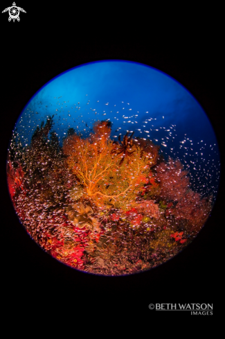 A Reef Scene with glass fish