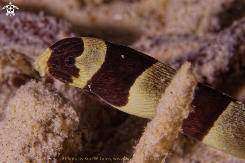 A Myrichthys colubrinus | Snake Eal