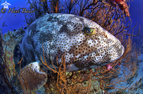 A grouper