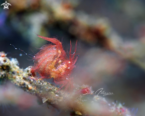 A phycocaris simulans | hairy shrimp