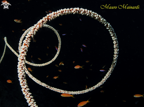 A Whip coral